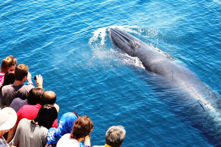 Auckland: Whale and Dolphin Watching Half-Day Eco Cruise - Searching the gulf for dolphins and whales