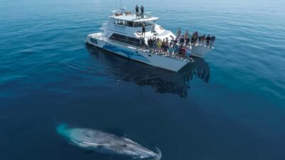 Whale and Dolphin Watching Half-Day Eco Cruise