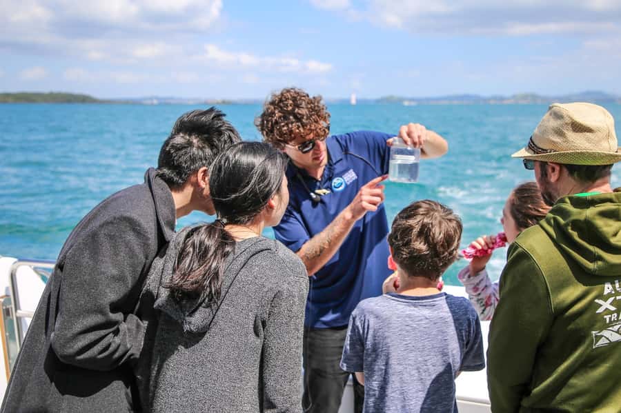 Auckland: Whale and Dolphin Watching Half-Day Eco Cruise - Boat comfort, weather, and what to pack