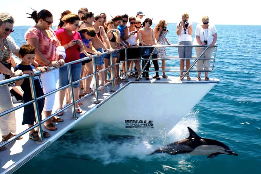 Auckland: Whale and Dolphin Watching Half-Day Eco Cruise - Is $130 good value?
