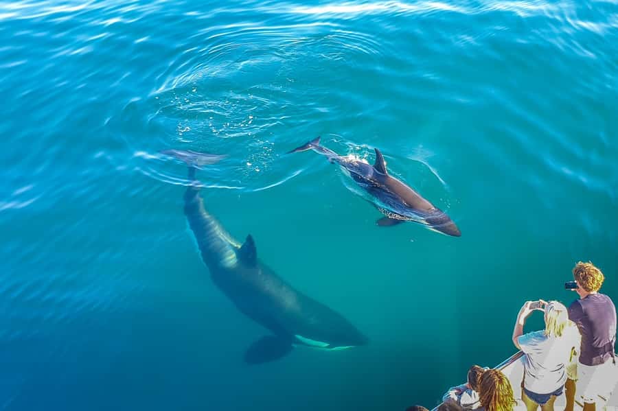 Auckland: Whale and Dolphin Watching Half-Day Eco Cruise - Booking details that matter