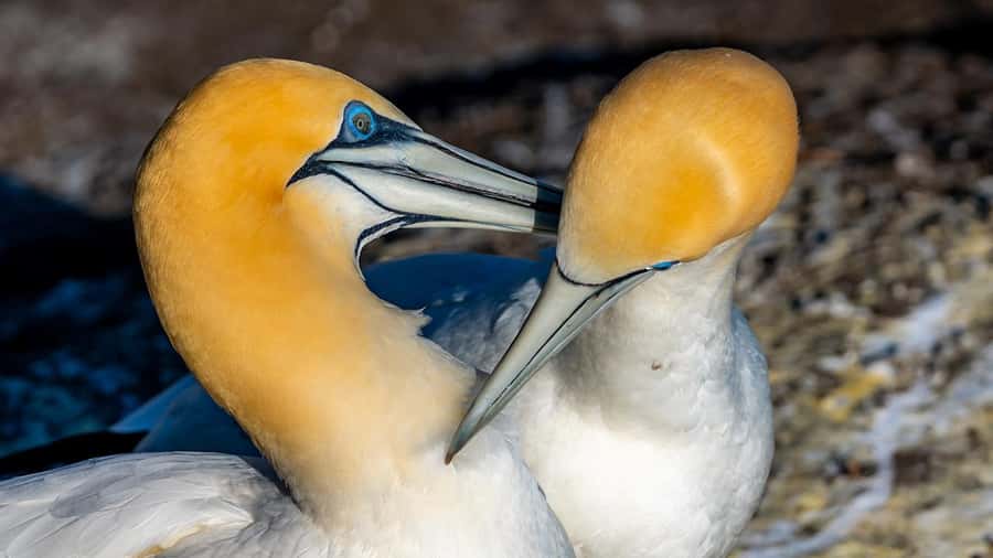 Auckland: Wild West Coast, Black Sand Beaches Tour inc Lunch - Key things to know before you book