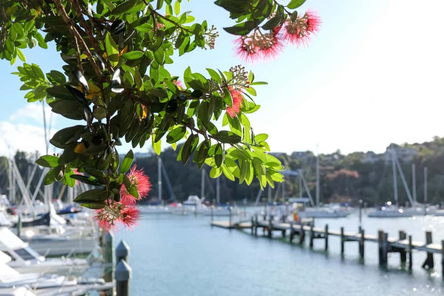 Bay of Islands: 1 Hour Scenic Bay of Islands Tour - Paihia, the practical base for exploring