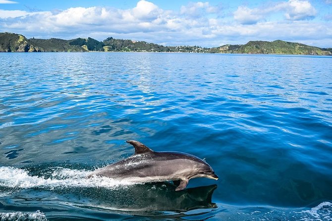 Bay of Islands 2-Day Small Group Tour & Cruise from Auckland - Tāne Mahuta and the Waipoua Forest