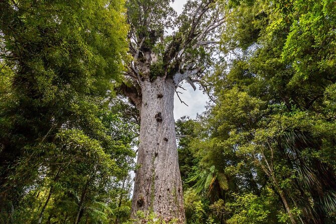 Bay of Islands 2-Day Small Group Tour & Cruise from Auckland - Otehei Bay on Urupukapuka Island