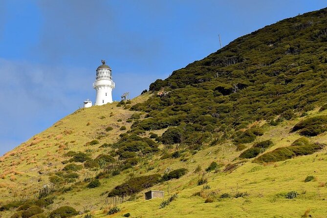 Bay of Islands Cruise & Island Tour - Snorkel, Hike,Swim,Wildlife - What the crew adds to the experience