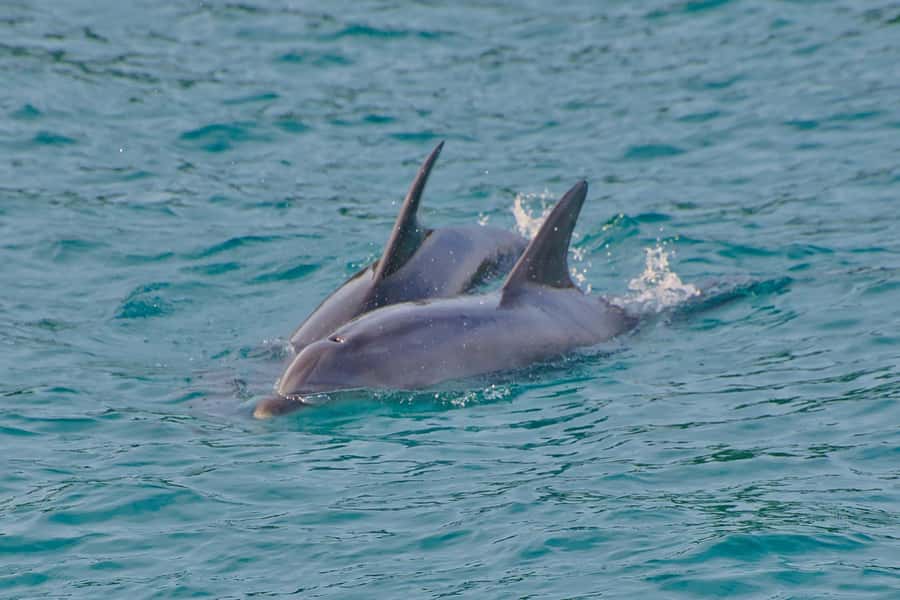 Bay of Islands: Discover the Bay Cruise with Island Lunch - The value of $107 per person