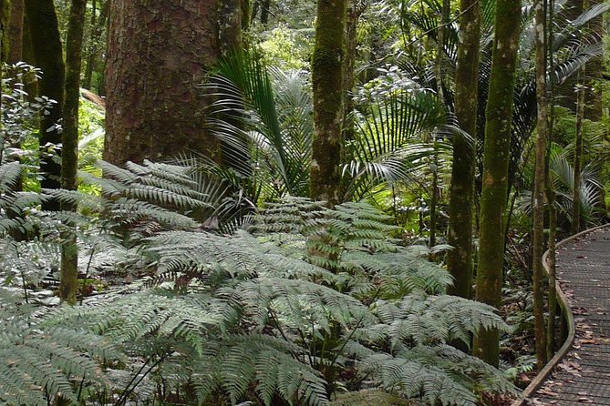 Bay of Islands Glow Worm Caves & Scenic Shore Excursion - Manginangina Kauri Walk and Northland’s ancient trees