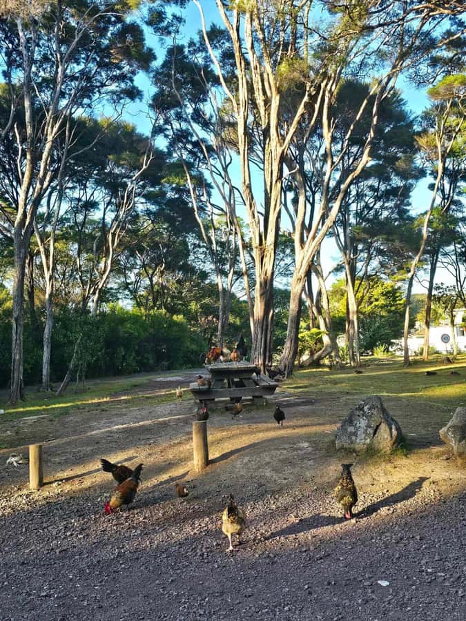 Bay of Islands - Mini Tour (75-90 mins) - Haruru Falls brings the sound and spray