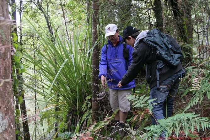 Bay of Islands Shore Excursion: Puketi Rainforest Guided Walk - Why Puketi Rainforest is worth your morning