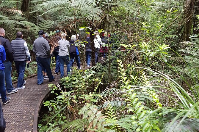 Bay of Islands Shore Excursion: Puketi Rainforest Guided Walk - Waterfalls and morning tea along the route