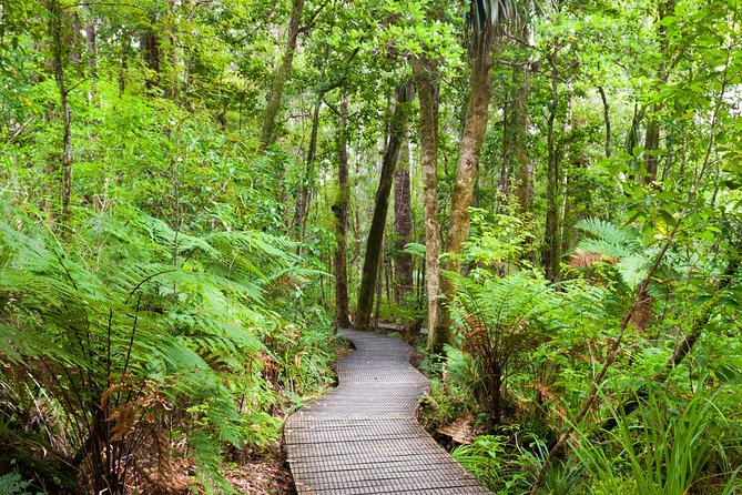 Bay of Islands Shore Excursion: Puketi Rainforest Guided Walk - The guides are a major part of the value