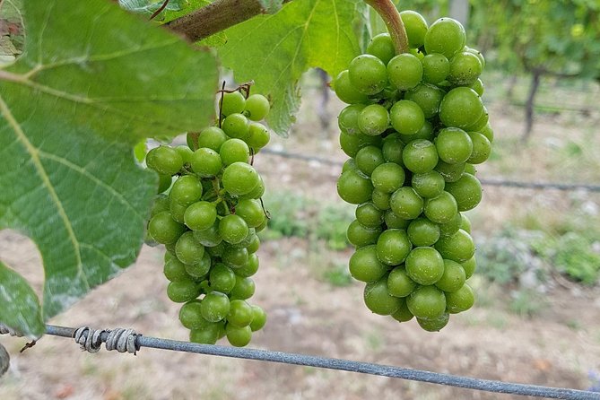 Beyond the Vines - Full-Day Marlborough Wine Tasting Tour - Who should book it?