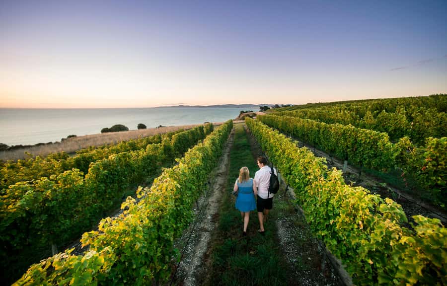 Blenheim/Renwick: Marlborough Half-Day Wine Tour with Lunch - Why a half-day is enough in Marlborough