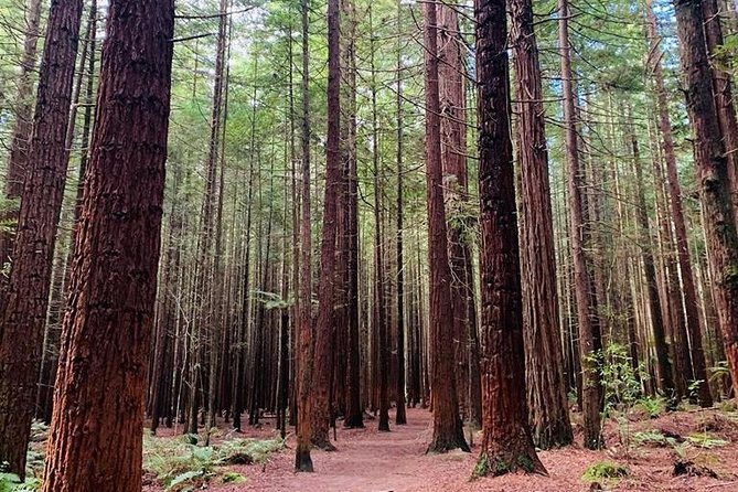 Blue Springs, Redwood Forest, Huka Falls Private tour - Rotorua’s Redwoods bring a film-set touch