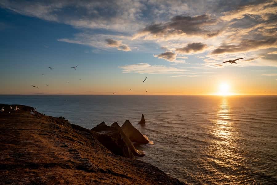 Cape Kidnappers: Gannet Colony Exclusive Sunrise Tour - Why the sunrise timing matters at Cape Kidnappers