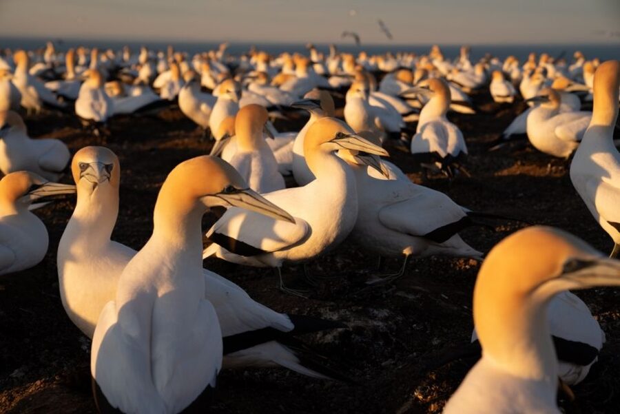 Cape Kidnappers: Gannet Colony Exclusive Sunrise Tour - Is $651 good value for this private tour?