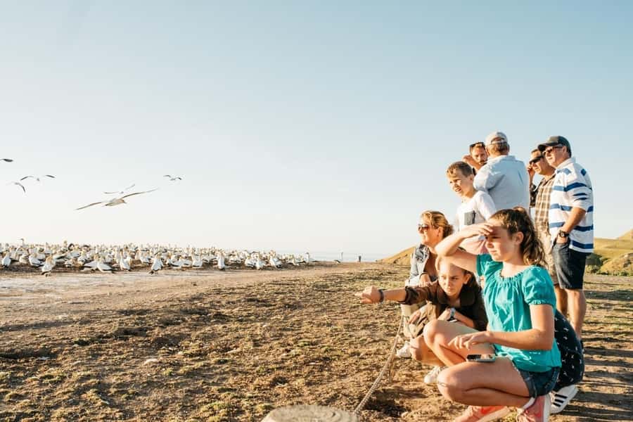Cape Kidnappers Gannet Colony Private Tour - Key things to know before you book