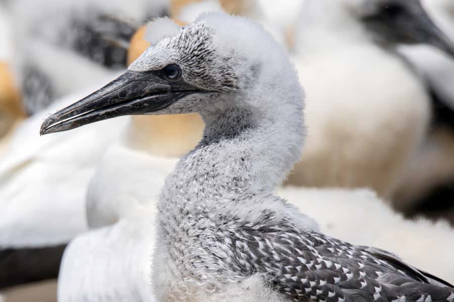Cape Kidnappers Gannet Colony Private Tour - Three hours at Cape Kidnappers Station