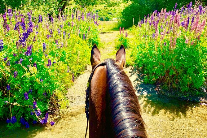 Cardrona High Country Pub Trail Horse Trek (Intermediate level+) - The ride back along the river