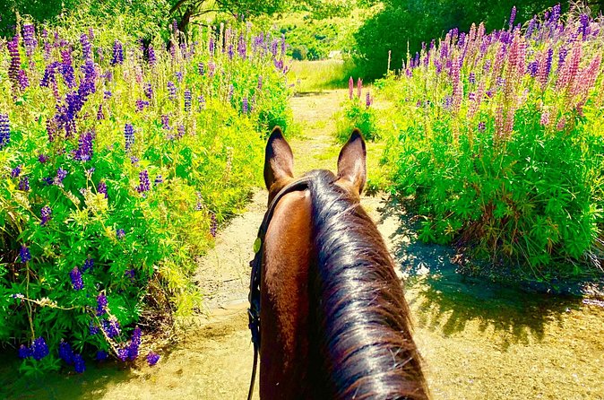 Cardrona High Country Pub Trail Horse Trek (Intermediate level+) - Weather, clothing, and practical preparation