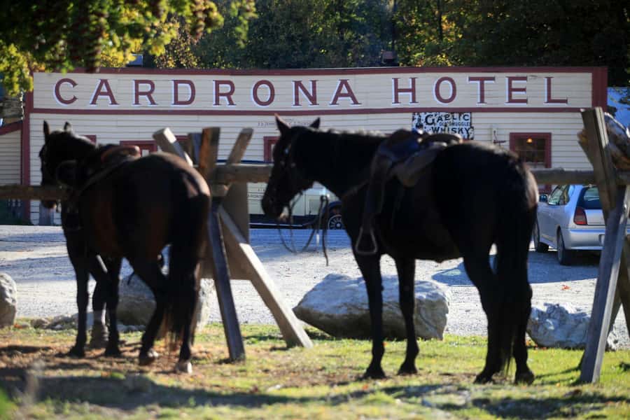 Cardrona Valley: Horse Trekking Experience - Key points to know before you book