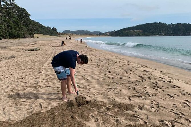Cathedral Cove and Hot Water Beach Scenic Day Tour from Auckland - The return to Auckland