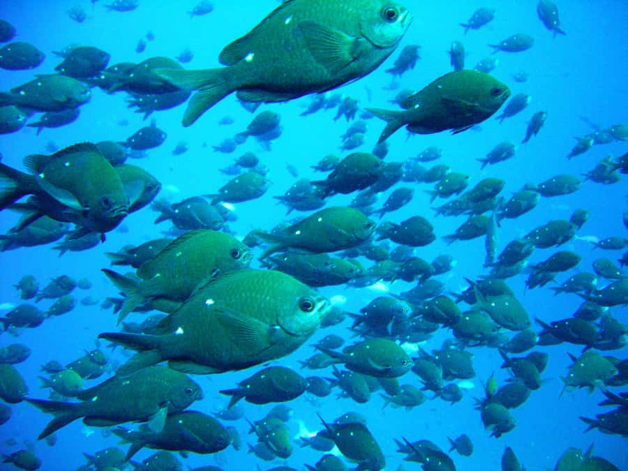 Cathedral Cove Marine Reserve: Snorkeling Boat Trip - From Hahei Beach to the Marine Reserve