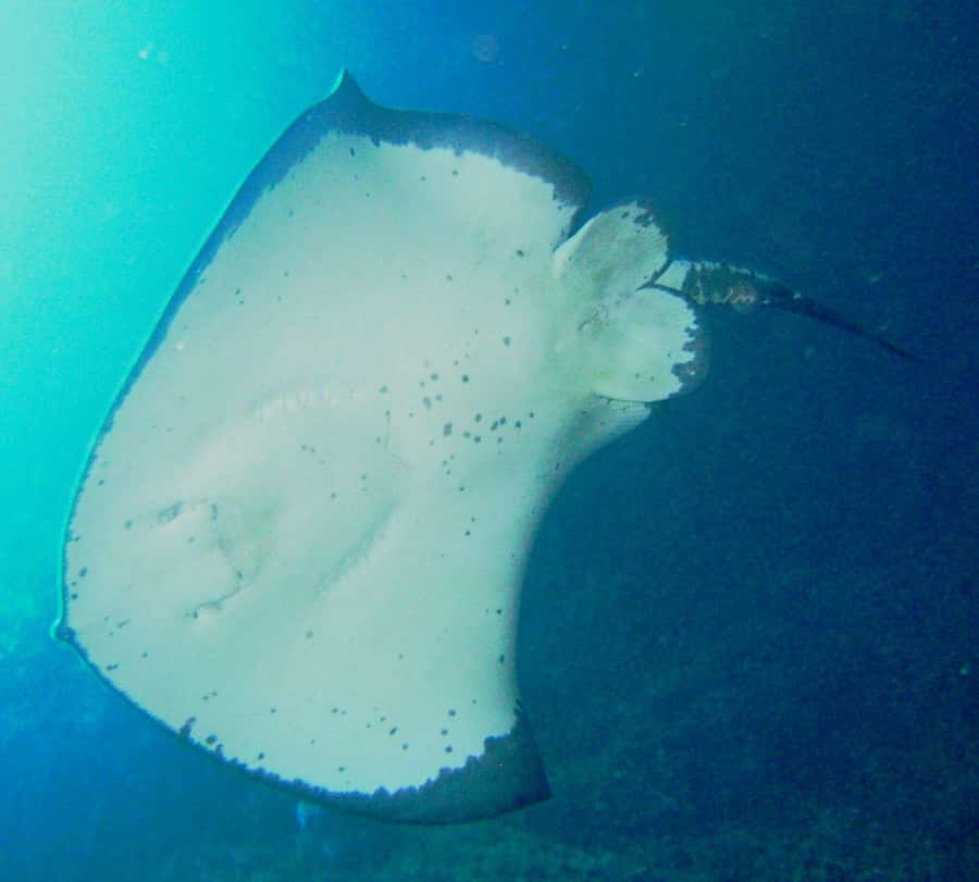 Cathedral Cove Marine Reserve: Snorkeling Boat Trip - Choosing a Snorkeling Site Around Hahei