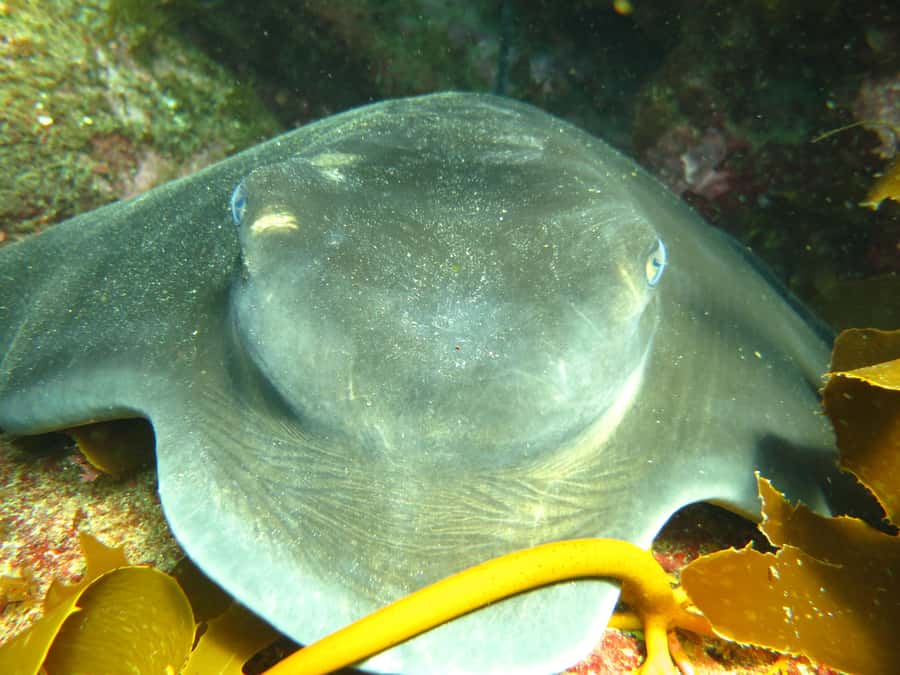 Cathedral Cove Marine Reserve: Snorkeling Boat Trip - One Hour in the Water