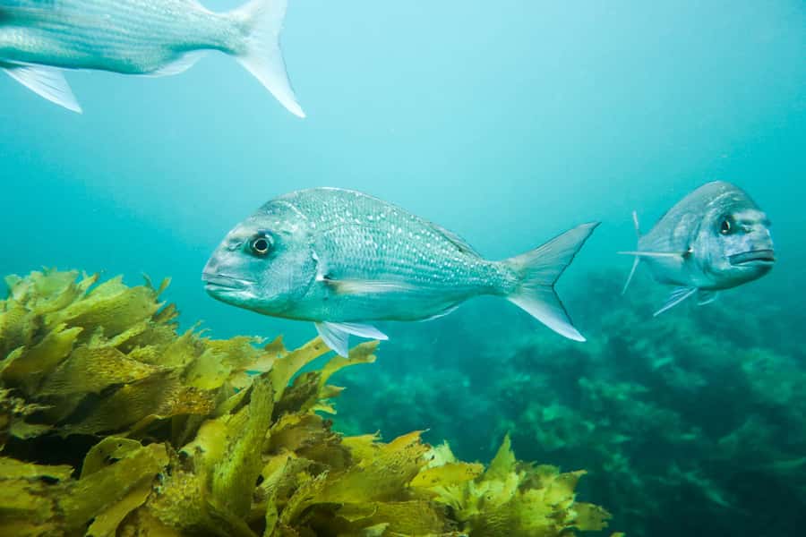 Cathedral Cove Marine Reserve: Snorkeling Boat Trip - Why the Speedboat Matters