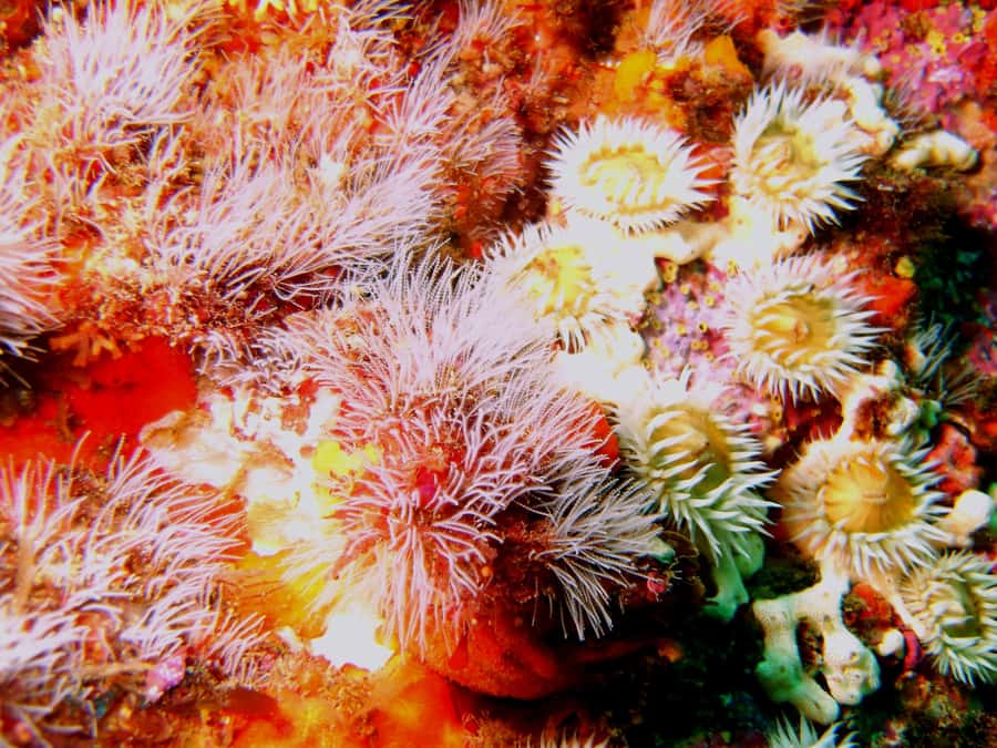 Cathedral Cove Marine Reserve: Snorkeling Boat Trip - Marine Life: Fish, Schools, and Rays