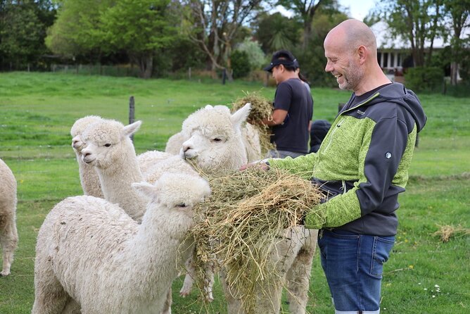 Christchurch Alpaca Farm Tour From Kaiapoi - Key points to know before you go