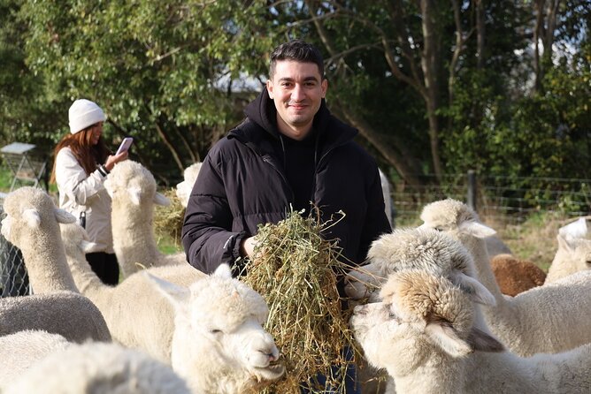 Christchurch Alpaca Farm Tour From Kaiapoi - Baby alpacas are a seasonal bonus