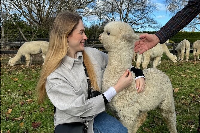 Christchurch Alpaca Farm Tour From Kaiapoi - Walking into the paddocks and meeting the alpacas