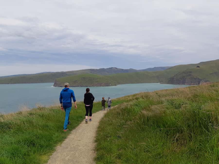 Christchurch: Godley Head & Lyttelton Guided Walking Tour - The Optional White Flippered Penguin Stop