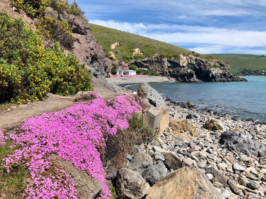 Christchurch: Guided Crater Rim Walk with Coastal Scenery - Godley Head Brings Together Volcanoes, War, and Wildlife