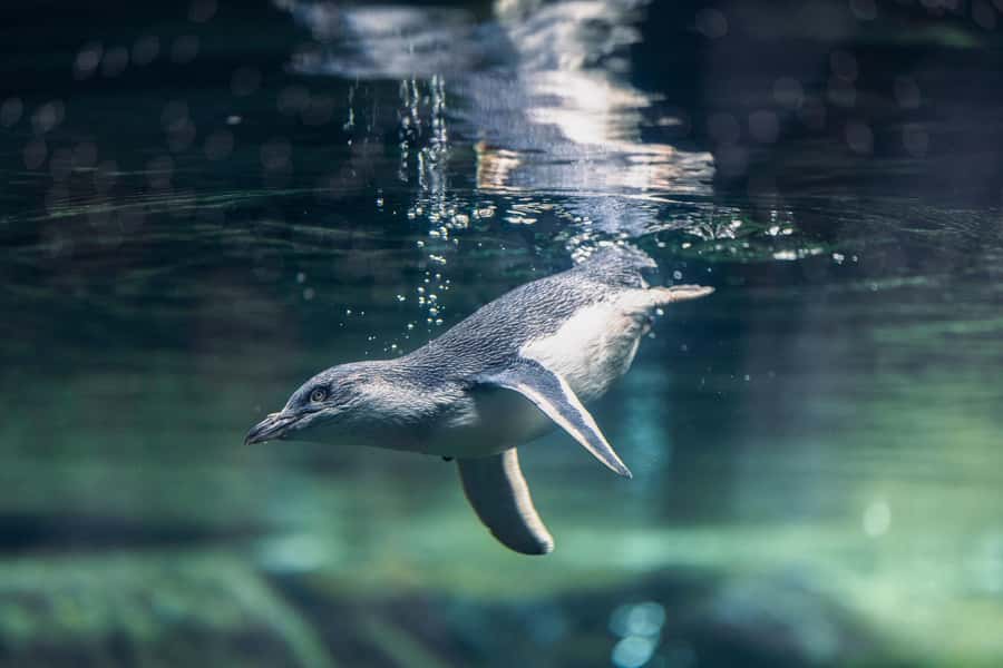 Christchurch International Antarctic Centre Entry Tickets - Food, timing, and practical comfort