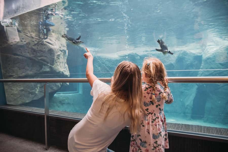 Christchurch International Antarctic Centre Entry Tickets - Why Christchurch is a fitting place for an Antarctic attraction