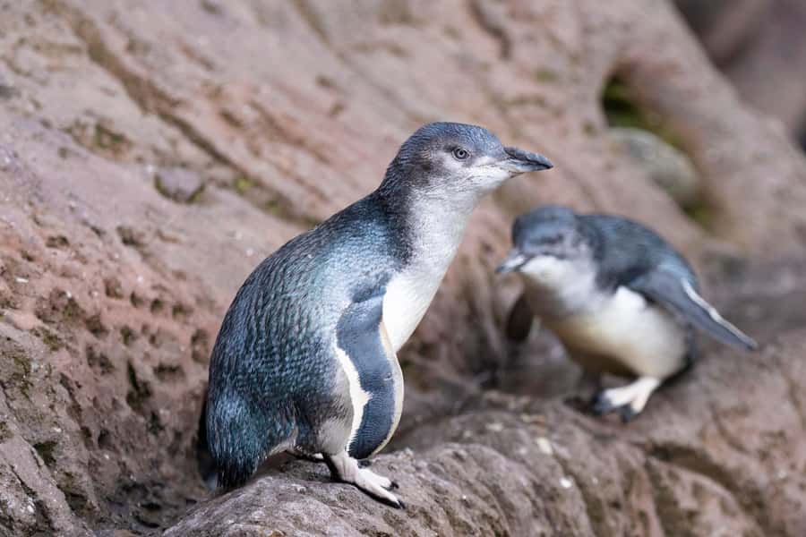 Christchurch International Antarctic Centre Entry Tickets - The Antarctic storm room is cold, but brief