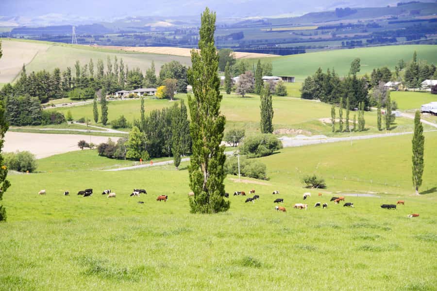 Christchurch: Lake Tekapo Stargazing & Mount Cook 2-Day Tour - Lavender Farm or a mountain viewpoint
