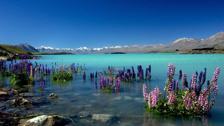 Christchurch: Mt Cook Day Trip/Lake Tekapo & Tasman Glacier - Lake Tekapo and the Church of the Good Shepherd