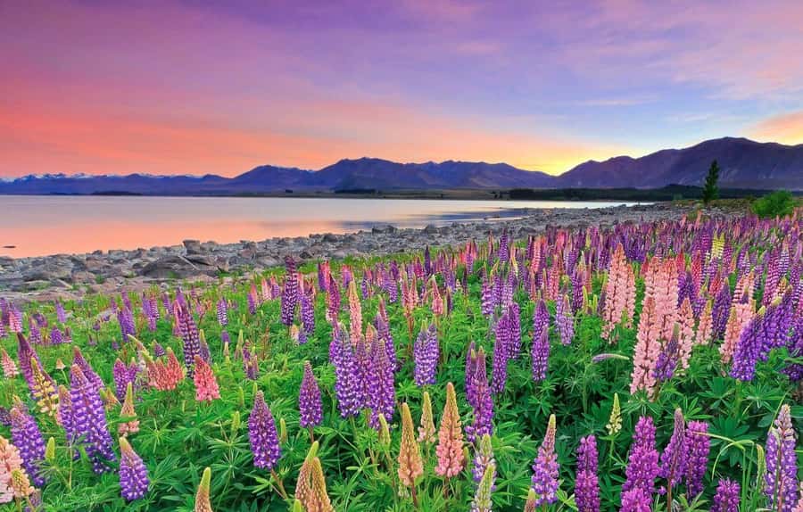 Christchurch: Mt Cook Day Trip/Lake Tekapo & Tasman Glacier - Who Should Book This Mount Cook Trip?