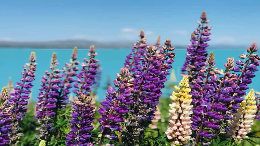 Christchurch: Mt Cook & Tekapo Small-Group Tour (incl Lunch) - A Short Geraldine Break And Your Included Lunch