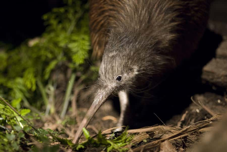 Christchurch: Orana Wildlife Park Admission - Key things to know before visiting
