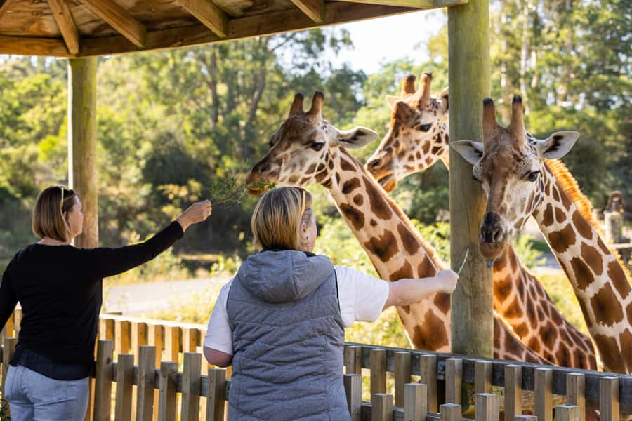 Christchurch: Orana Wildlife Park Admission - Use the eight-stop Safari Shuttle wisely