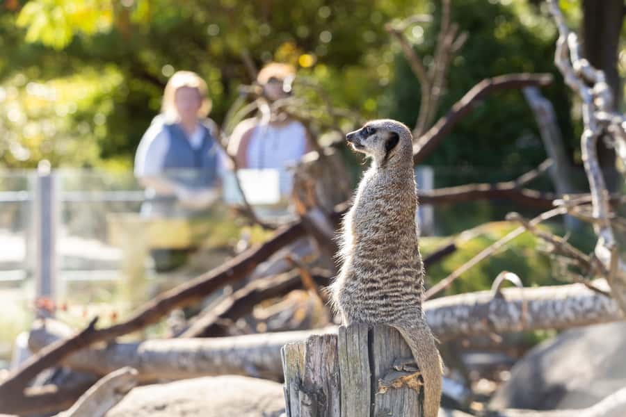 Christchurch: Orana Wildlife Park Admission - Start at 10 AM and follow the presentation times