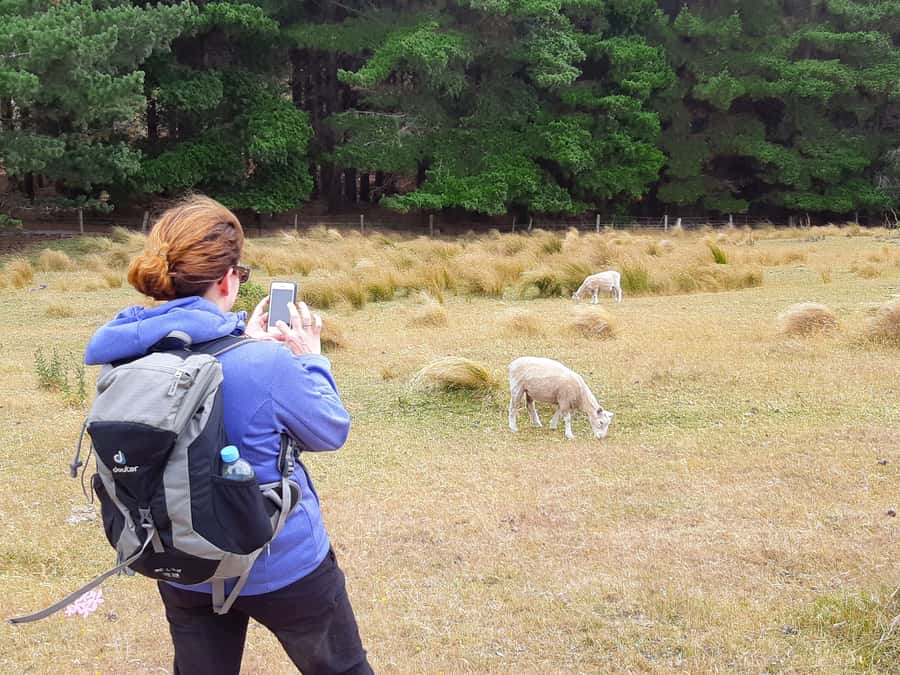 Christchurch: Packhorse Hut Guided Walk and Scenic Drive - The day in six useful points