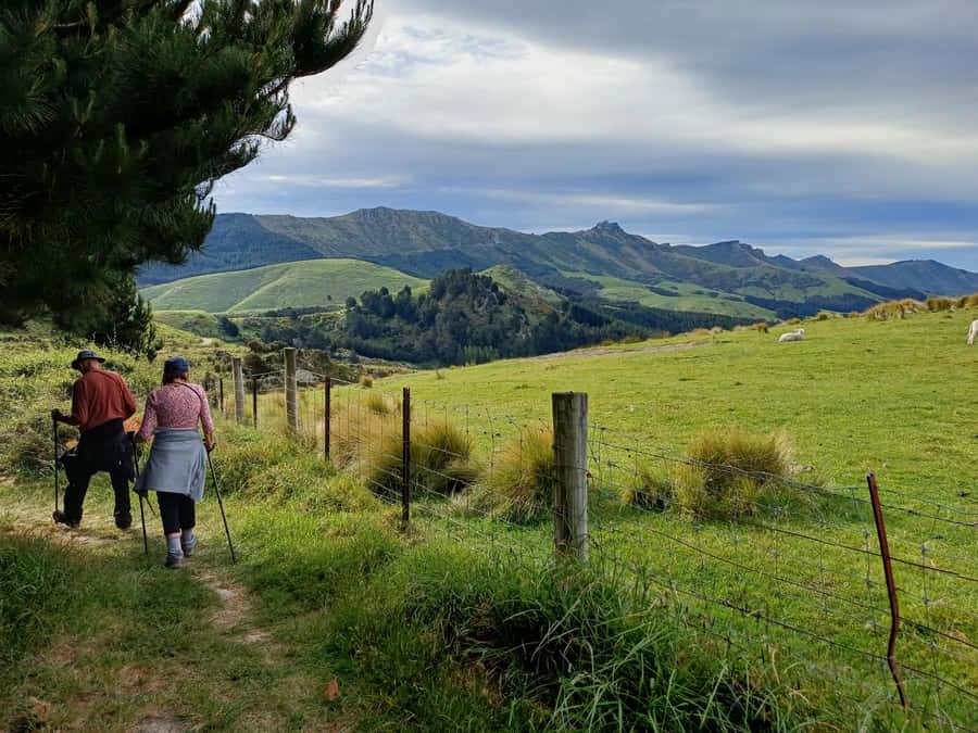 Christchurch: Packhorse Hut Guided Walk and Scenic Drive - The Sign of the Kiwi and Bellbird morning tea