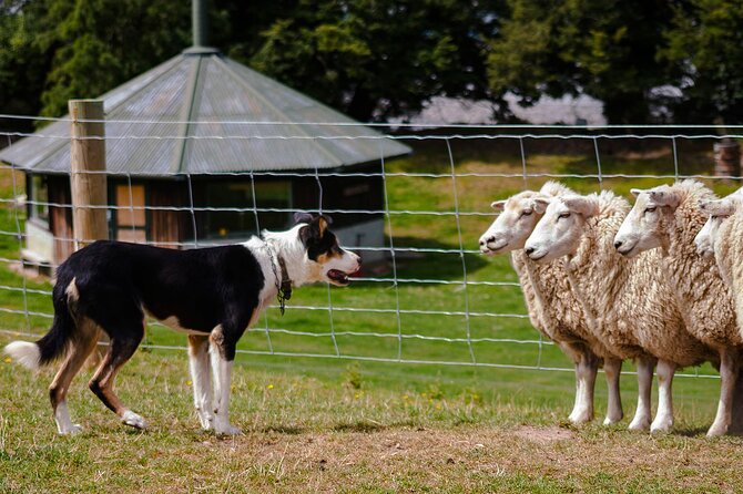 Christchurch Sheep Farm Visit - Key points at a glance